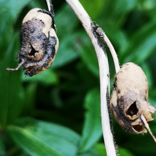 plante tete de mort